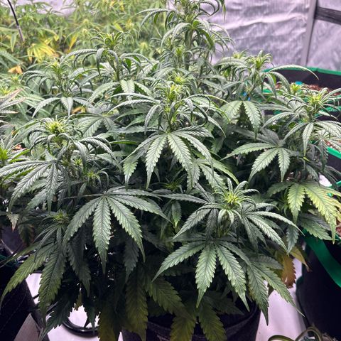 Blackberry auto  #1 growlog photo: Before lollipop