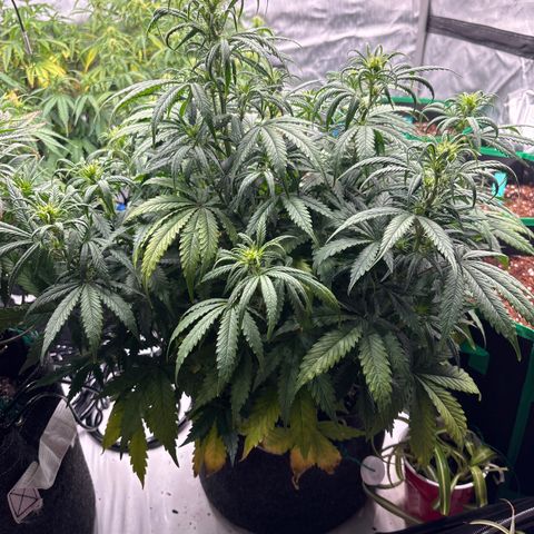 Blackberry auto  #1 growlog photo: Before lollipop