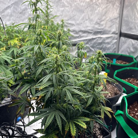 Blackberry auto  #3 growlog photo: Before lollipop 