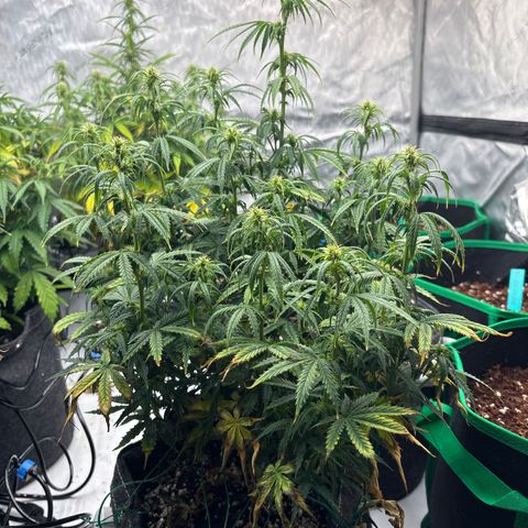 Blackberry auto  #3 growlog photo: Before lollipop 