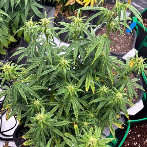 Blackberry auto  #3 growlog photo: Before lollipop 