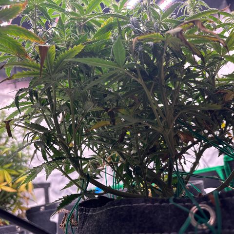 Blackberry auto  #3 growlog photo: Before lollipop 
