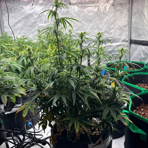Blackberry auto  #3 growlog photo: Before lollipop 