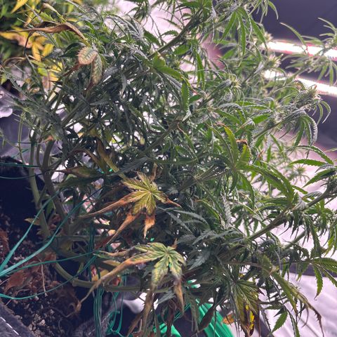 Blackberry auto  #3 growlog photo: Before lollipop 