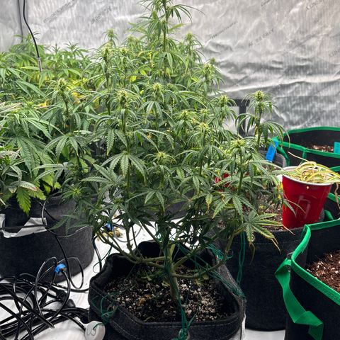 Blackberry auto  #3 growlog photo: After lollipop and discard pile