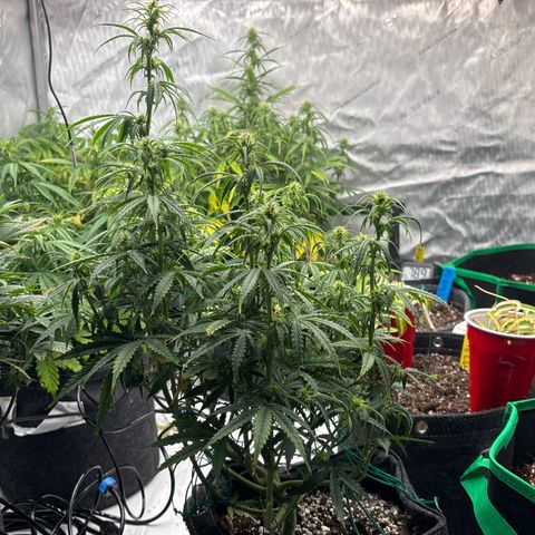 Blackberry auto  #3 growlog photo: After lollipop and discard pile