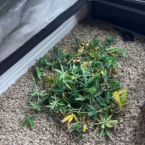 Blackberry auto  #3 growlog photo: After lollipop and discard pile