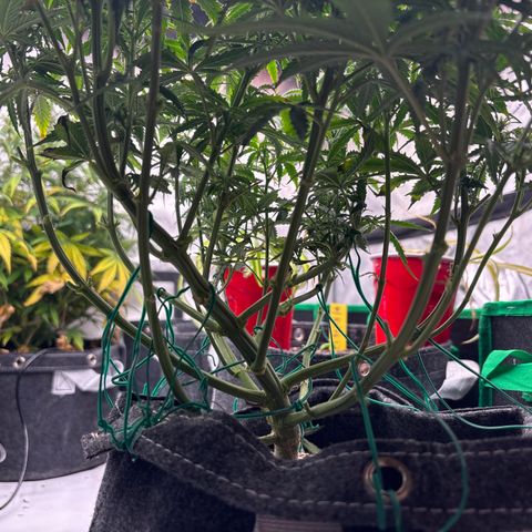 Blackberry auto  #3 growlog photo: After lollipop and discard pile