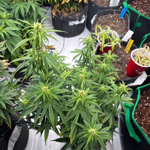 Blackberry auto  #3 growlog photo: After lollipop and discard pile