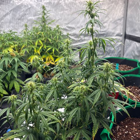 Blackberry auto  #3 growlog photo: After lollipop and discard pile