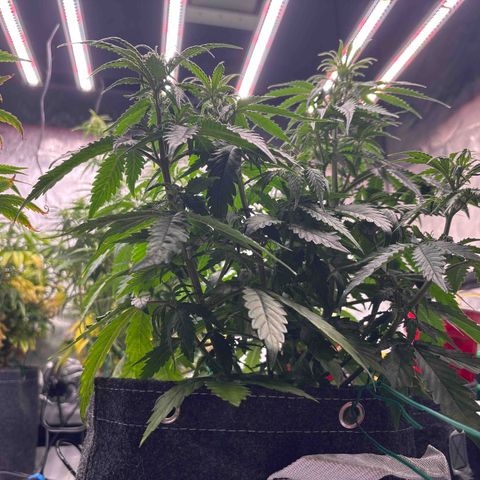 Blackberry Auto #4  growlog photo: Before lollipop 