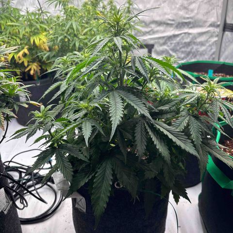 Blackberry Auto #4  growlog photo: Before lollipop 