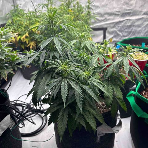 Blackberry Auto #4  growlog photo: Before lollipop 