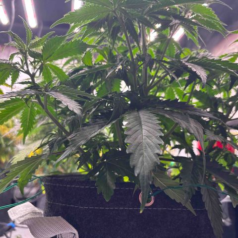 Blackberry Auto #4  growlog photo: Before lollipop 
