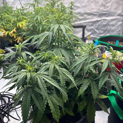 Blackberry Auto #4  growlog photo: Before lollipop 
