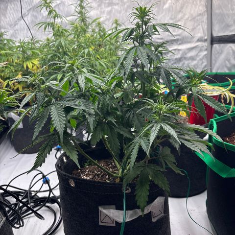 Blackberry Auto #4  growlog photo: 
After lollipop and discard pile