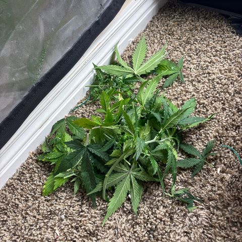 Blackberry Auto #4  growlog photo: 
After lollipop and discard pile