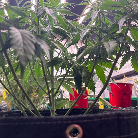 Blackberry Auto #4  growlog photo: 
After lollipop and discard pile