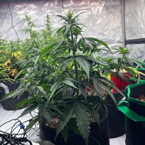 Blackberry Auto #4  growlog photo: 
After lollipop and discard pile