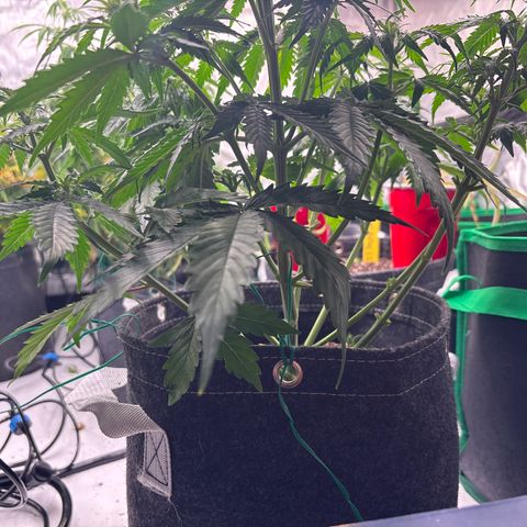 Blackberry Auto #4  growlog photo: 
After lollipop and discard pile
