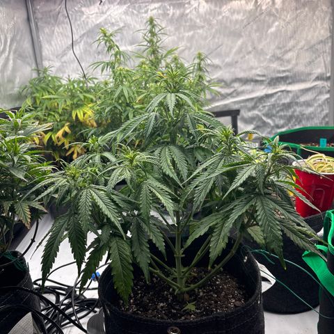 Blackberry Auto #4  growlog photo: 
After lollipop and discard pile