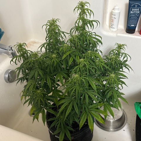 Blackberry auto  #1 growlog photo: Big ass plant