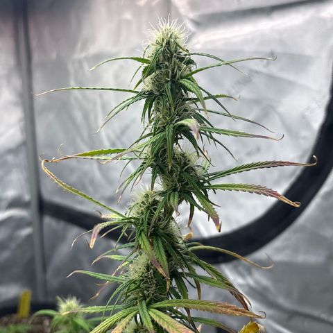 Blackberry auto  #2 growlog photo: 360` photos with close up of assorted bud sites 

Flower seems to be growing well