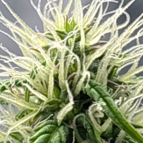 Blackberry auto  #2 growlog photo: 360` photos with close up of assorted bud sites 

Flower seems to be growing well