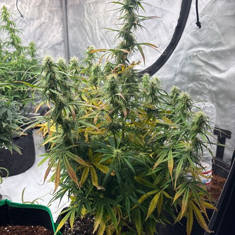 Blackberry auto  #2 growlog photo: 360` photos with close up of assorted bud sites 

Flower seems to be growing well