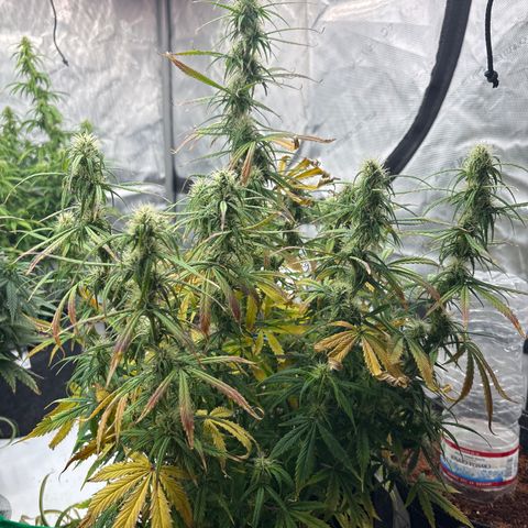 Blackberry auto  #2 growlog photo: 360` photos with close up of assorted bud sites 

Flower seems to be growing well