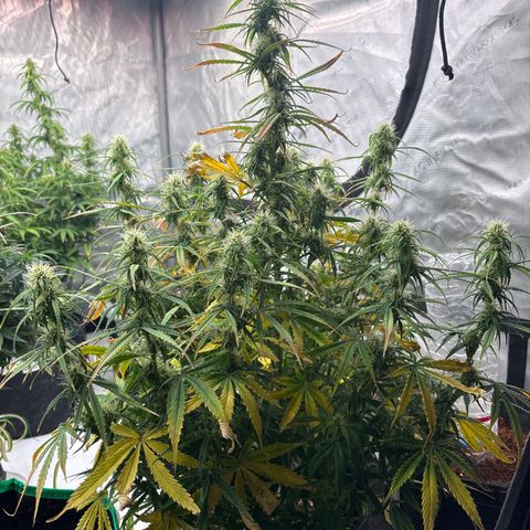 Blackberry auto  #2 growlog photo: 360` photos with close up of assorted bud sites 

Flower seems to be growing well