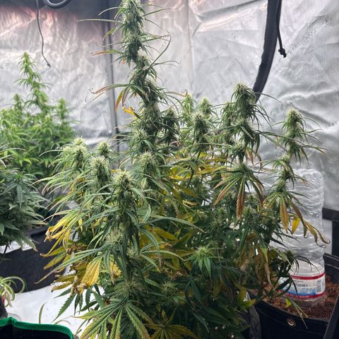 Blackberry auto  #2 growlog photo: 360` photos with close up of assorted bud sites 

Flower seems to be growing well