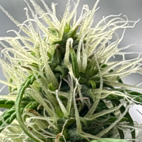 Blackberry auto  #2 growlog photo: 360` photos with close up of assorted bud sites 

Flower seems to be growing well