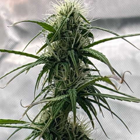 Blackberry auto  #2 growlog photo: 360` photos with close up of assorted bud sites 

Flower seems to be growing well