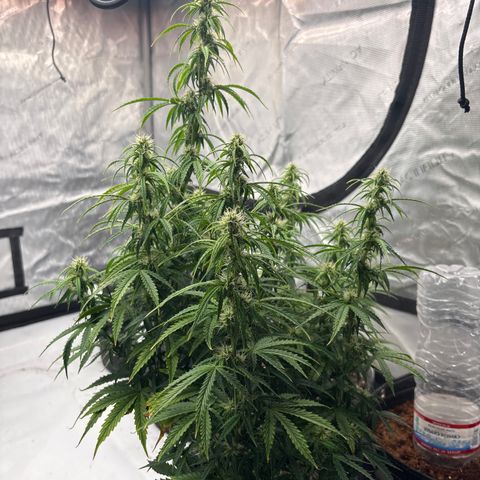 Blackberry auto  #3 growlog photo: 360 and assorted bud sites
