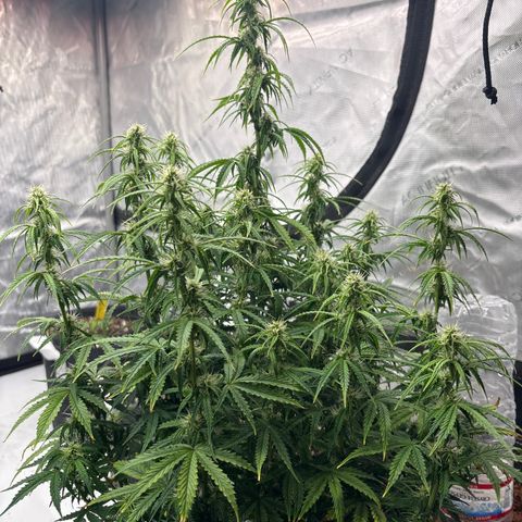 Blackberry auto  #3 growlog photo: 360 and assorted bud sites