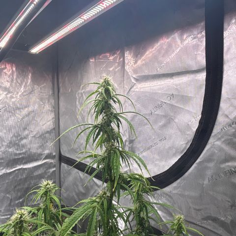 Blackberry auto  #3 growlog photo: 360 and assorted bud sites