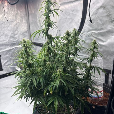 Blackberry auto  #3 growlog photo: 360 and assorted bud sites