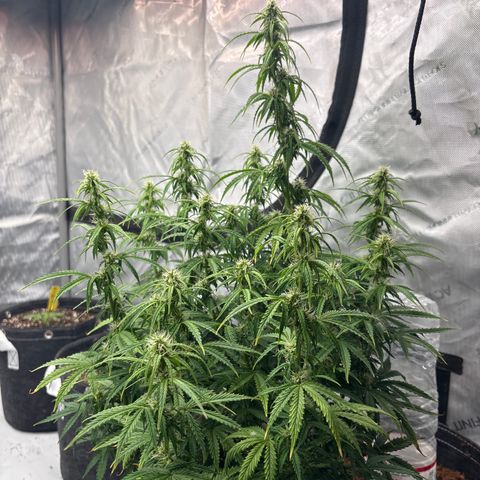 Blackberry auto  #3 growlog photo: 360 and assorted bud sites