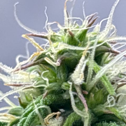 Blackberry auto  #3 growlog photo: 360 and assorted bud sites