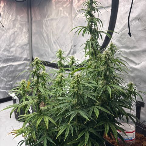 Blackberry auto  #3 growlog photo: 360 and assorted bud sites
