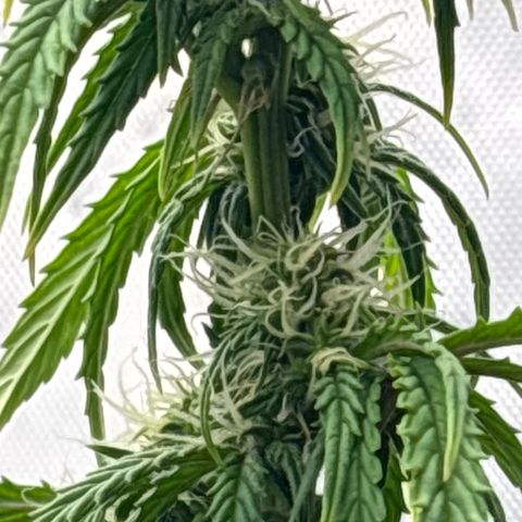 Blackberry auto  #3 growlog photo: 360 and assorted bud sites