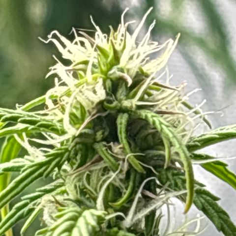 Blackberry auto  #3 growlog photo: 360 and assorted bud sites