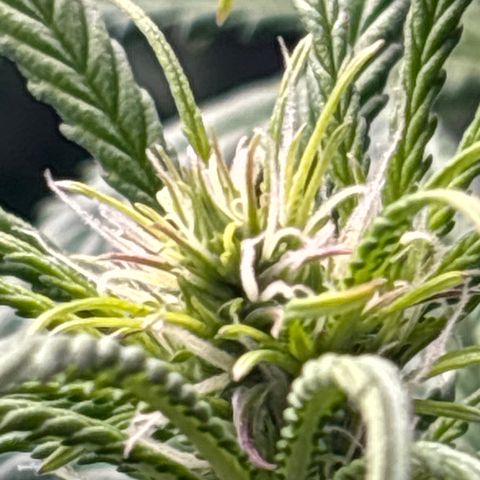 Blackberry auto  #1 growlog photo: 369 and assorted bud sites, this fucker is huge!! 