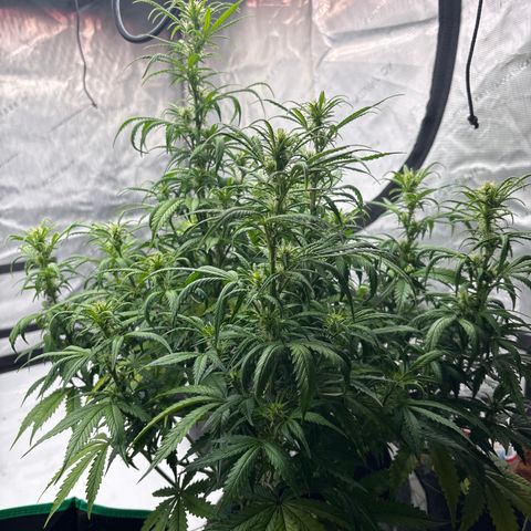 Blackberry auto  #1 growlog photo: 369 and assorted bud sites, this fucker is huge!! 