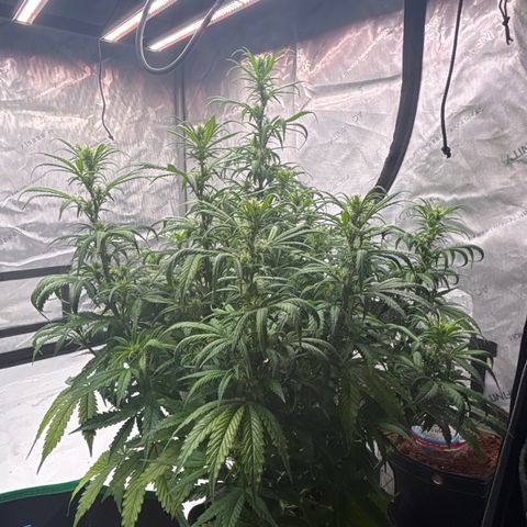 Blackberry auto  #1 growlog photo: 369 and assorted bud sites, this fucker is huge!! 