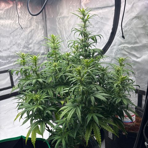 Blackberry auto  #1 growlog photo: 369 and assorted bud sites, this fucker is huge!! 