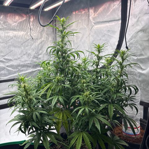 Blackberry auto  #1 growlog photo: 369 and assorted bud sites, this fucker is huge!! 