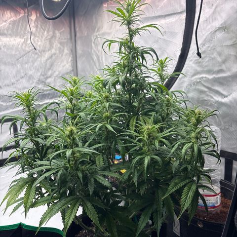 Blackberry auto  #1 growlog photo: 369 and assorted bud sites, this fucker is huge!! 