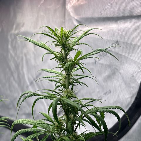 Blackberry auto  #1 growlog photo: 369 and assorted bud sites, this fucker is huge!! 